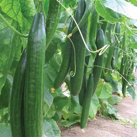 Diva Cucumber Parthenocarpic  Seeds