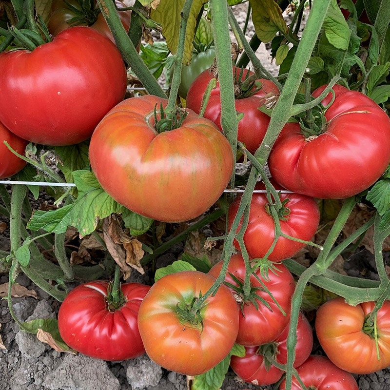 Prudens Purple Tomato (Organic) Heirloom Seeds