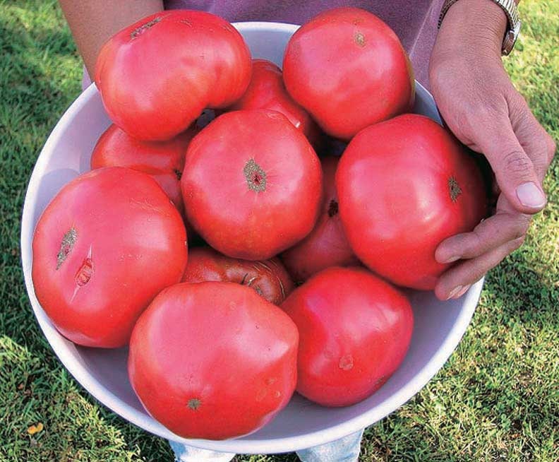 Prudens Purple Tomato (Organic) Heirloom Seeds