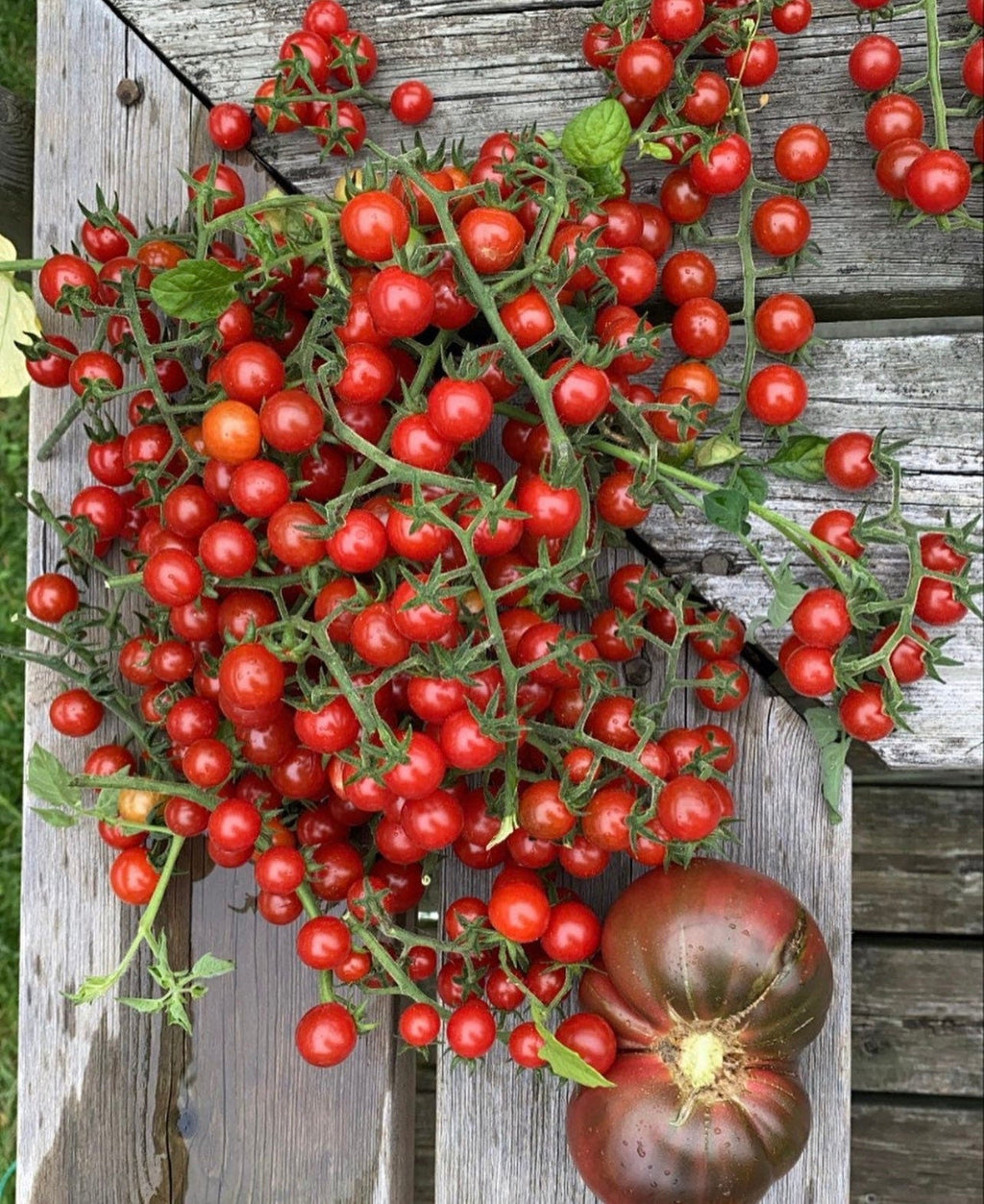 Matt's Wild Cherry Tomato Heirloom Seeds