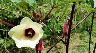 Red Burgundy Okra Heirloom Seeds