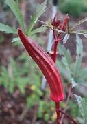 Red Burgundy Okra Heirloom Seeds