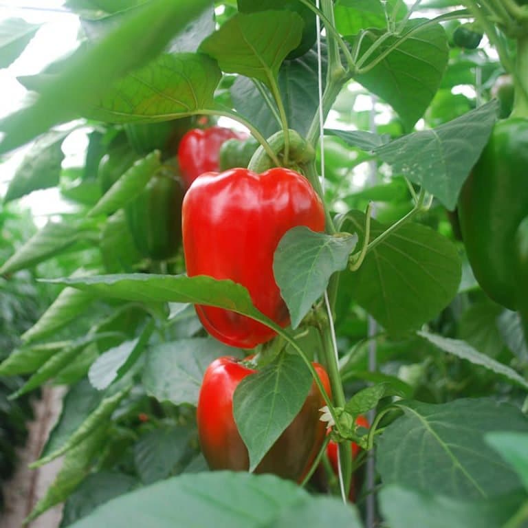 Mini Red Sweet Bell Peppers Heirloom Seeds