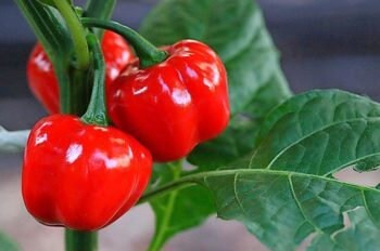 Mini Red Sweet Bell Peppers Heirloom Seeds