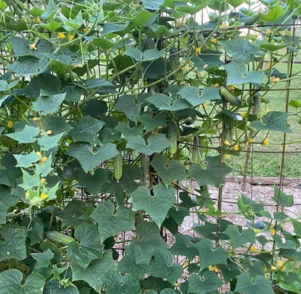 Arkansas Little Leaf H-19 Parthenocarpic Cucumber Seeds
