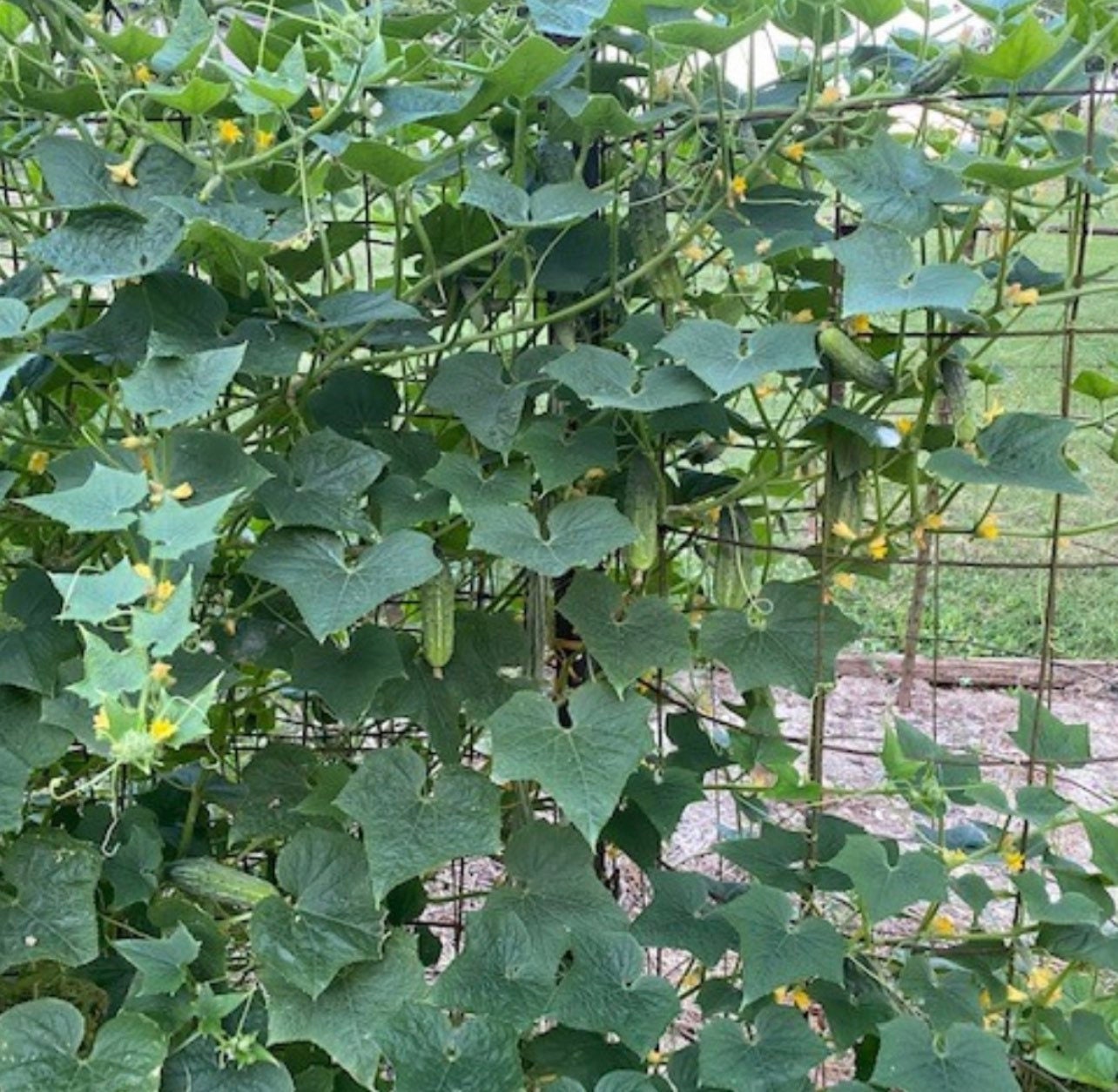 Arkansas Little Leaf H-19 Parthenocarpic Cucumber Seeds
