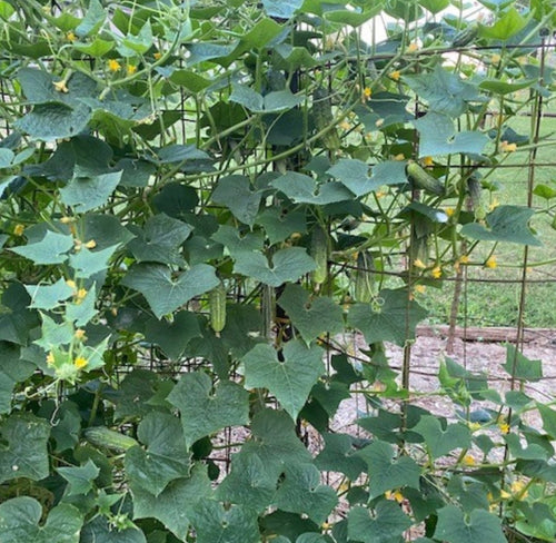 Arkansas Little Leaf H-19 Parthenocarpic Cucumber Seeds