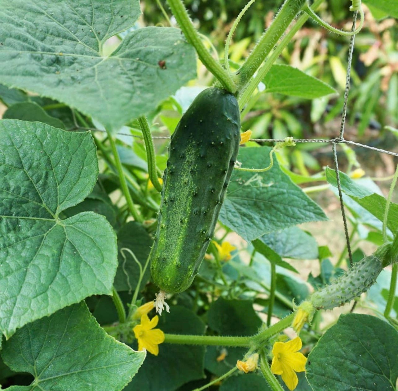 Arkansas Little Leaf H-19 Parthenocarpic Cucumber Seeds