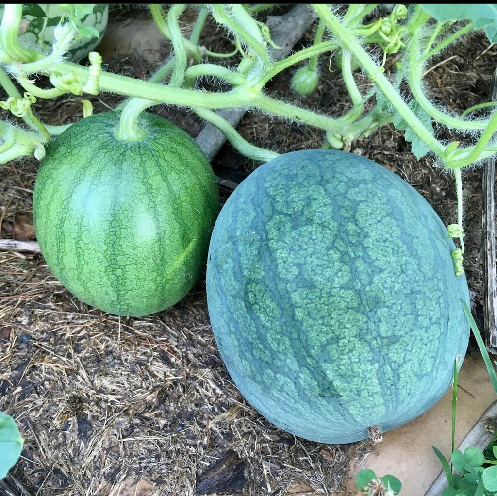 Sugar Bush Baby Heirloom Seeds