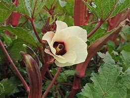 Red Burgundy Okra Heirloom Seeds