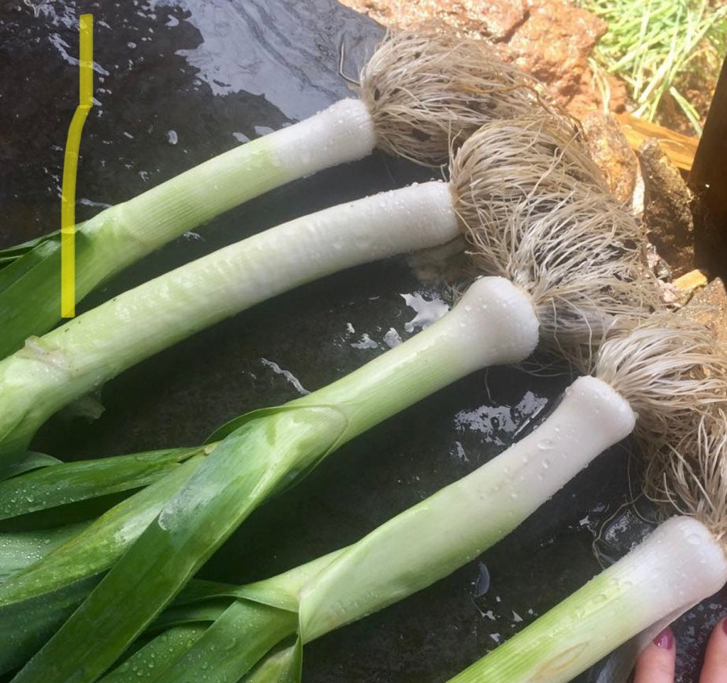 American Flag Leeks Heirloom Seeds