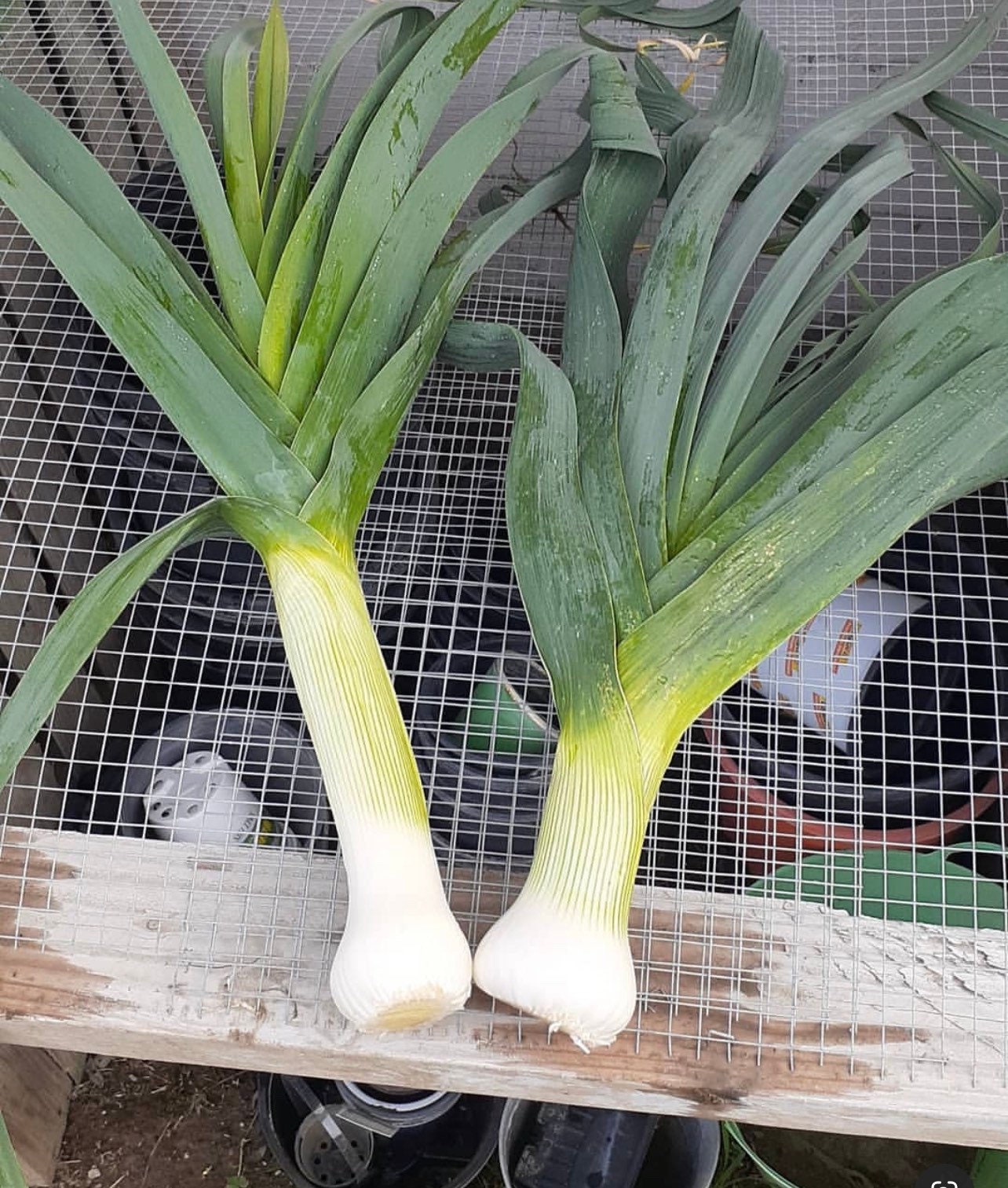 American Flag Leeks Heirloom Seeds