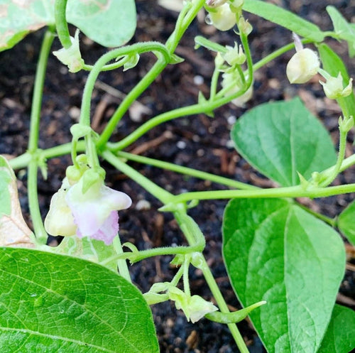Contender Bush Beans Heirloom Seeds