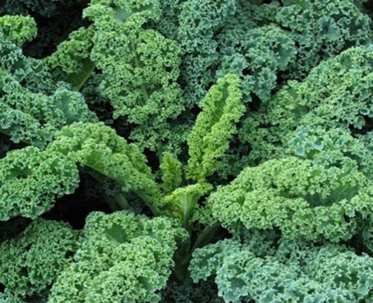 Dwarf Siberian Kale Heirloom Seeds
