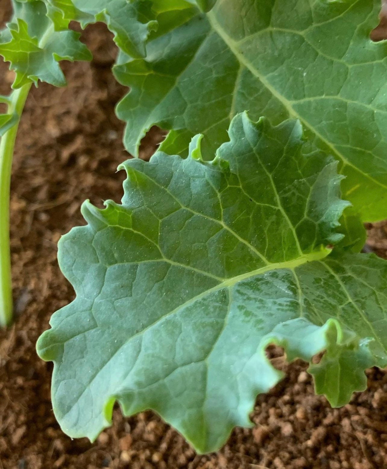 Premiere Kale Heirloom Seeds