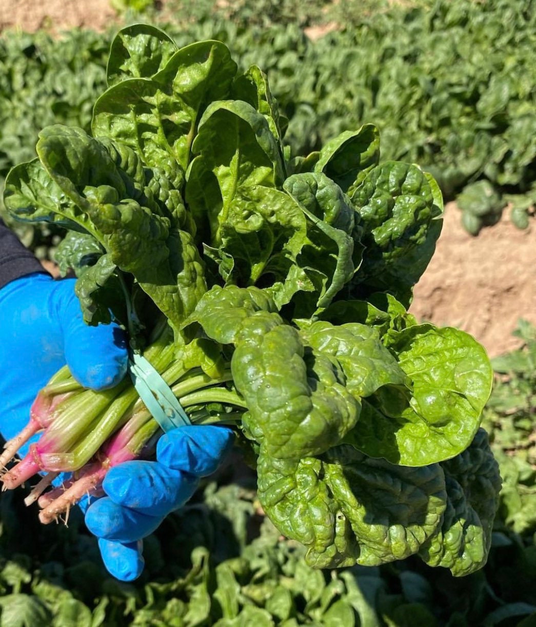 Bloomsdale Long Standing Spinach Heirloom Non-GMO Seeds