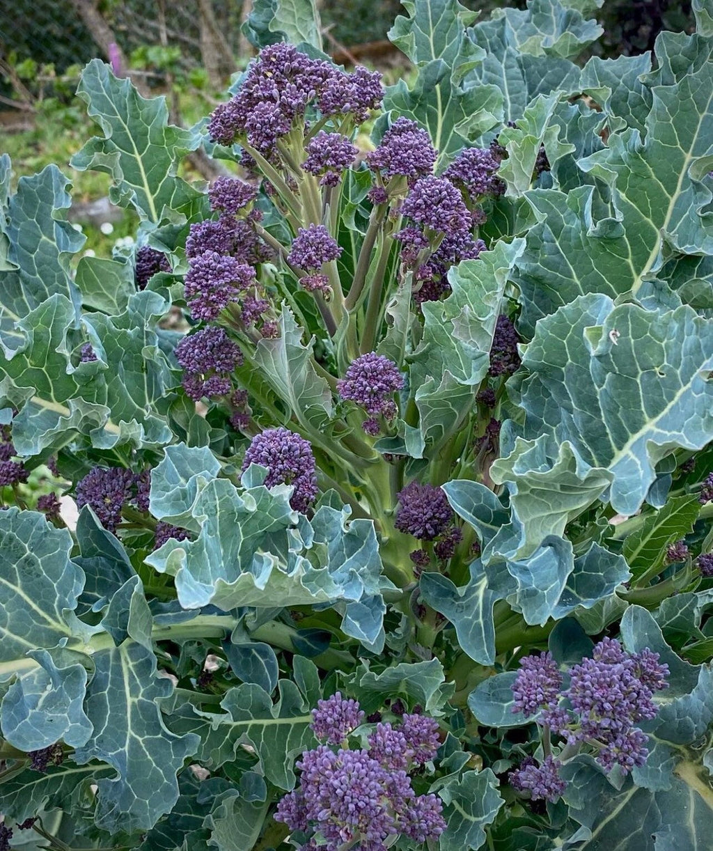 Early Purple Sprouting Broccoli  Heirloom Seeds