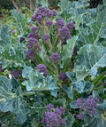 Early Purple Sprouting Broccoli  Heirloom Seeds