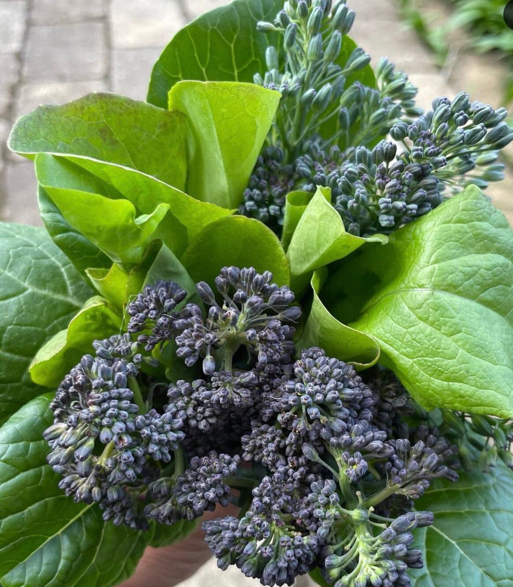 Early Purple Sprouting Broccoli  Heirloom Seeds