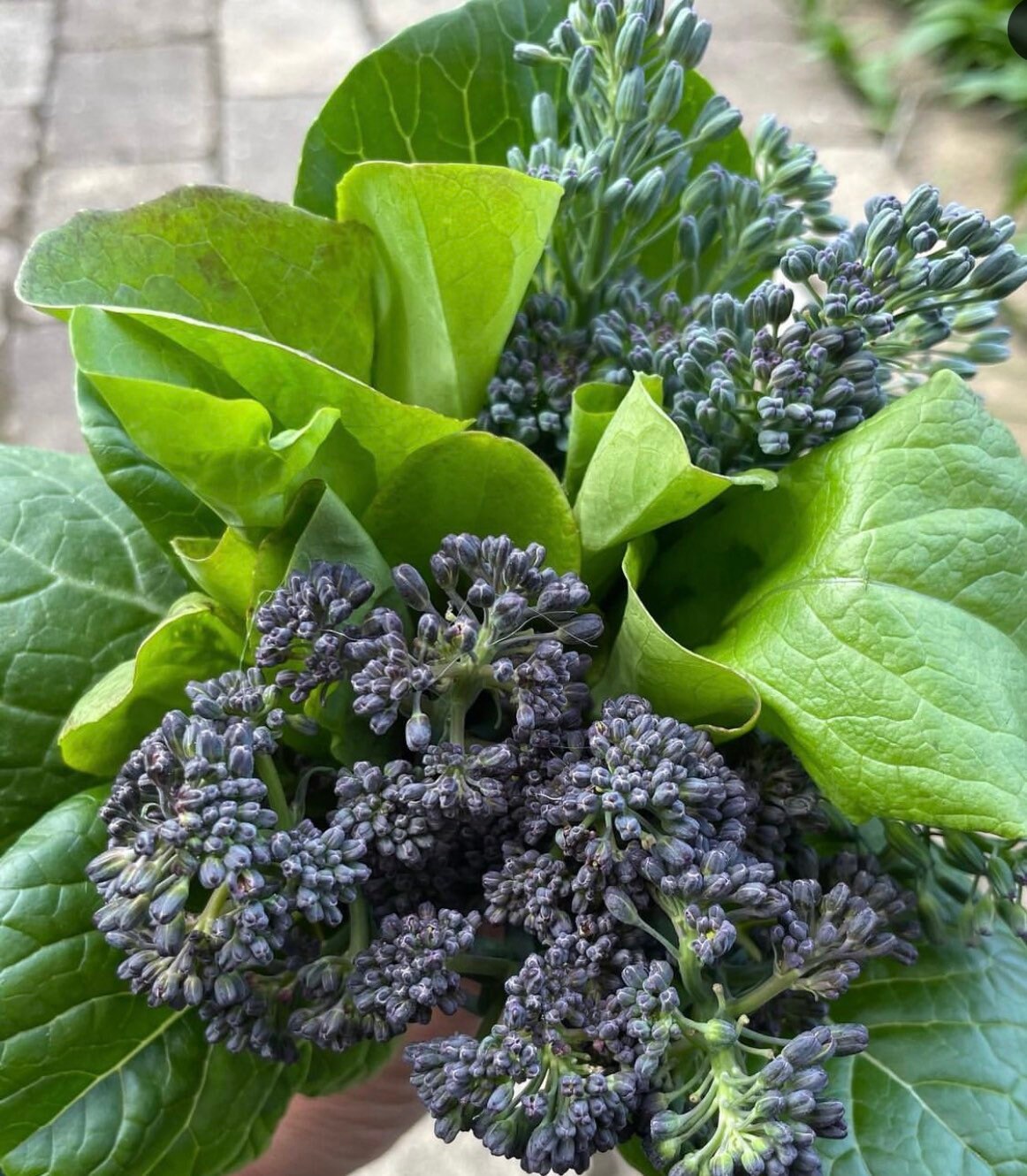 Early Purple Sprouting Broccoli  Heirloom Seeds