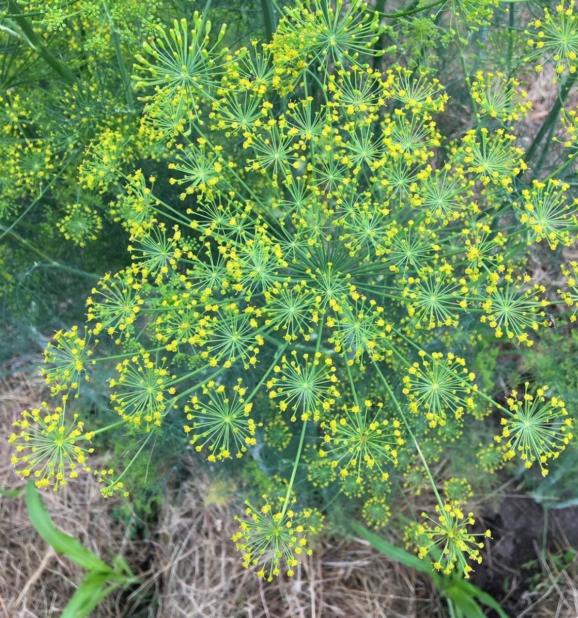 Bouquet Dill Non-GMO Heirloom Seeds