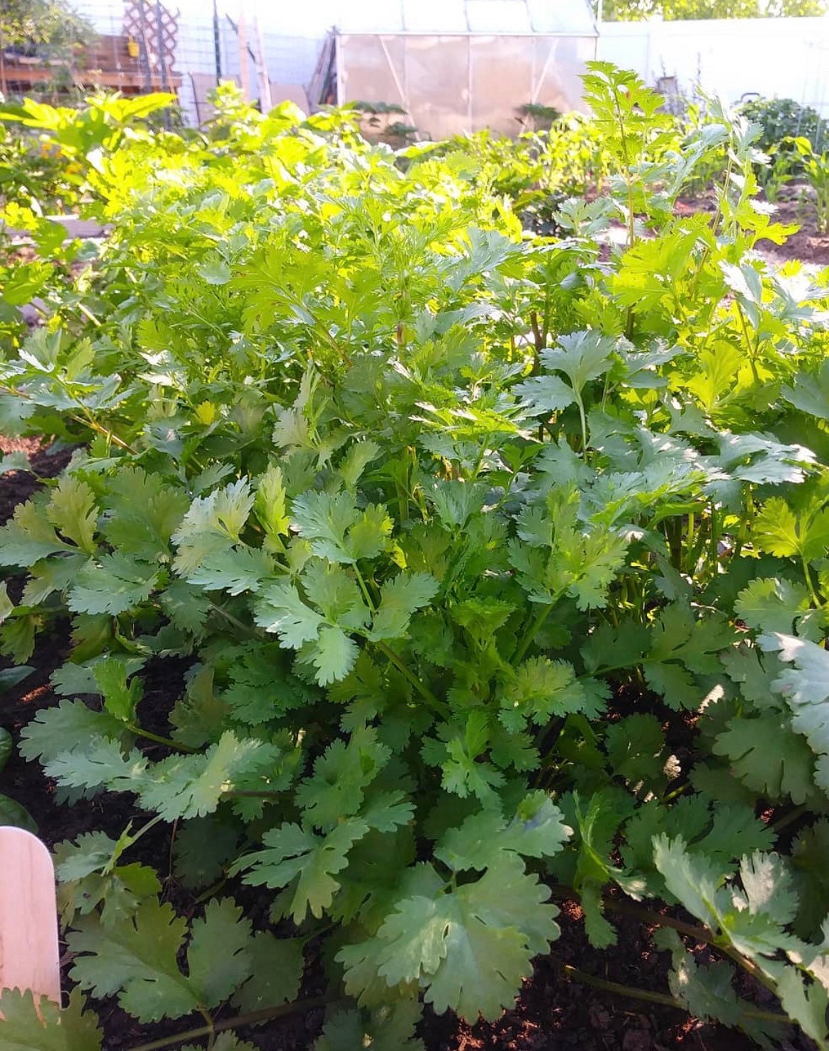Slow Bolt (Organic) Cilantro Non-GMO Heirloom Seeds