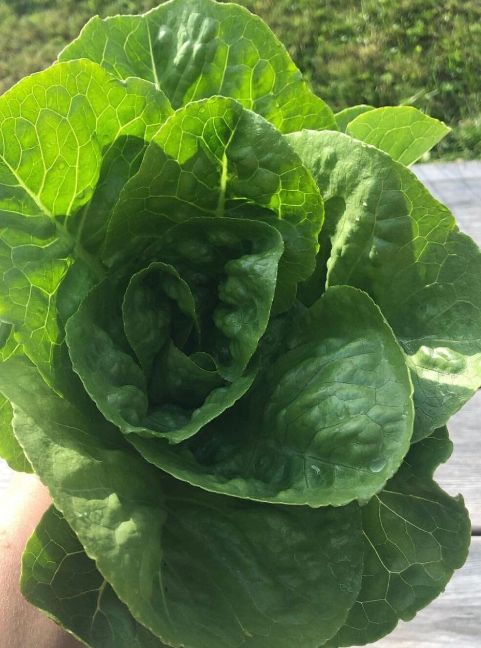 Little Gem Romaine Lettuce Heirloom Seeds