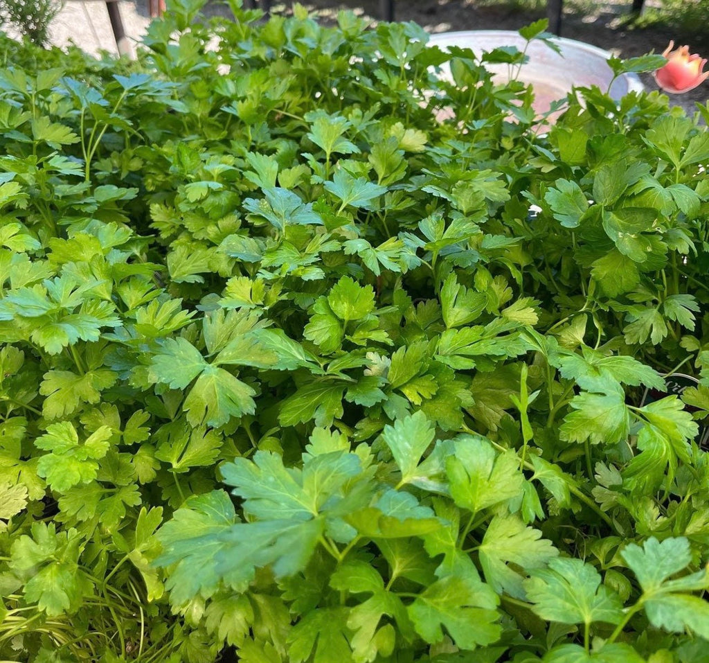 Dark Green Parsley Seeds