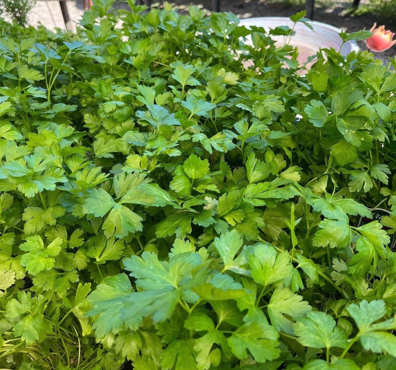 Dark Green Parsley Seeds