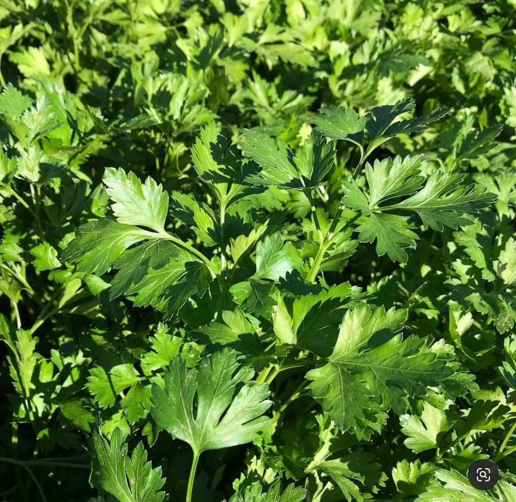 Dark Green Parsley Seeds