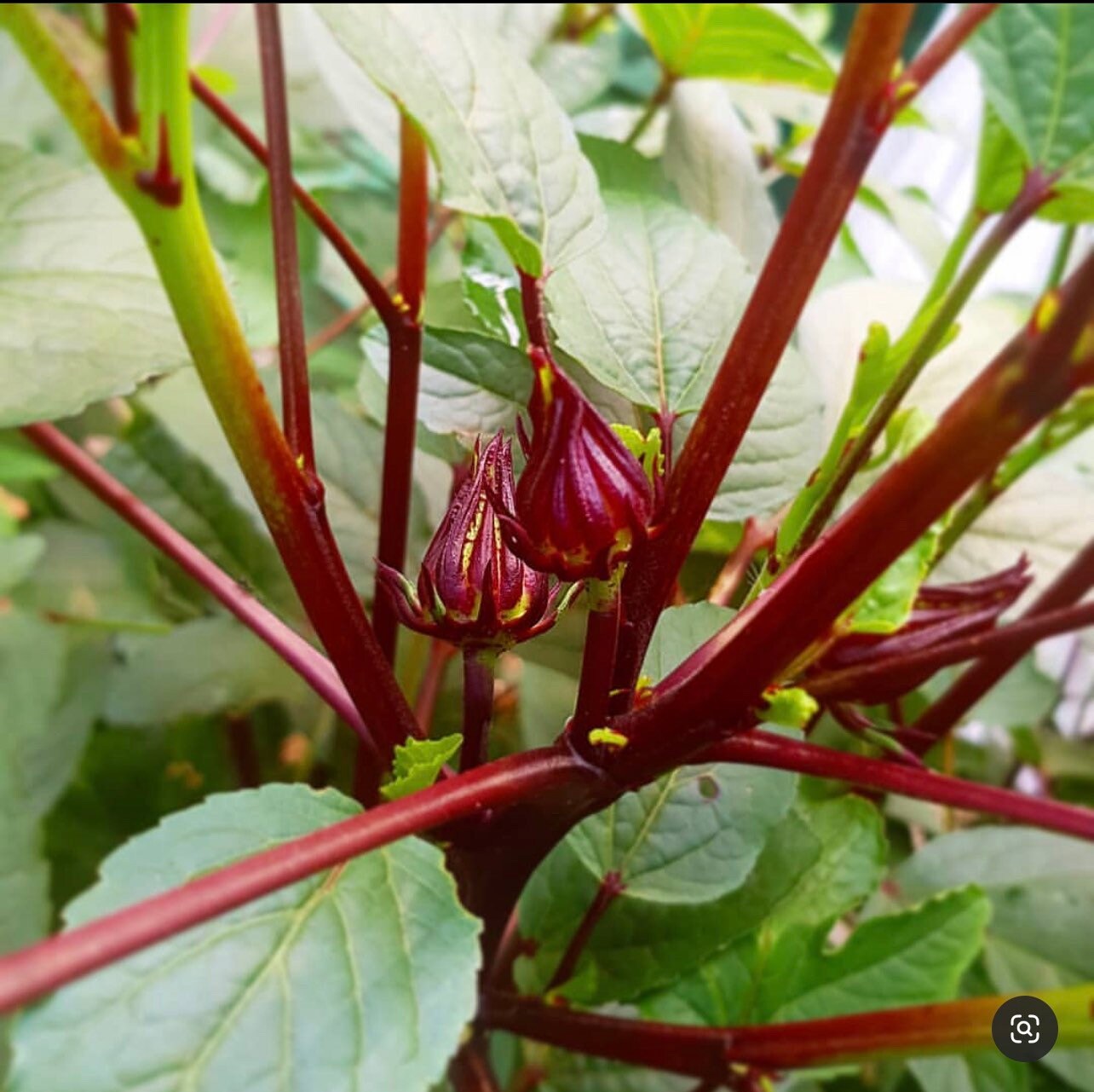 Hibiscus Roselle Sabdiriffa Medicinal Heirloom Seeds