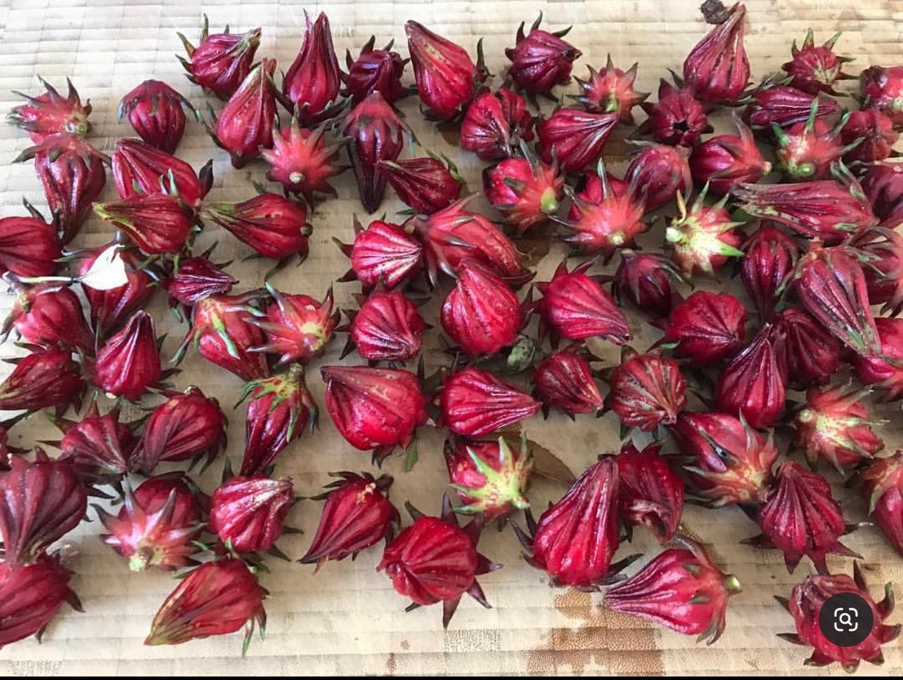 Hibiscus Roselle Sabdiriffa Medicinal Heirloom Seeds