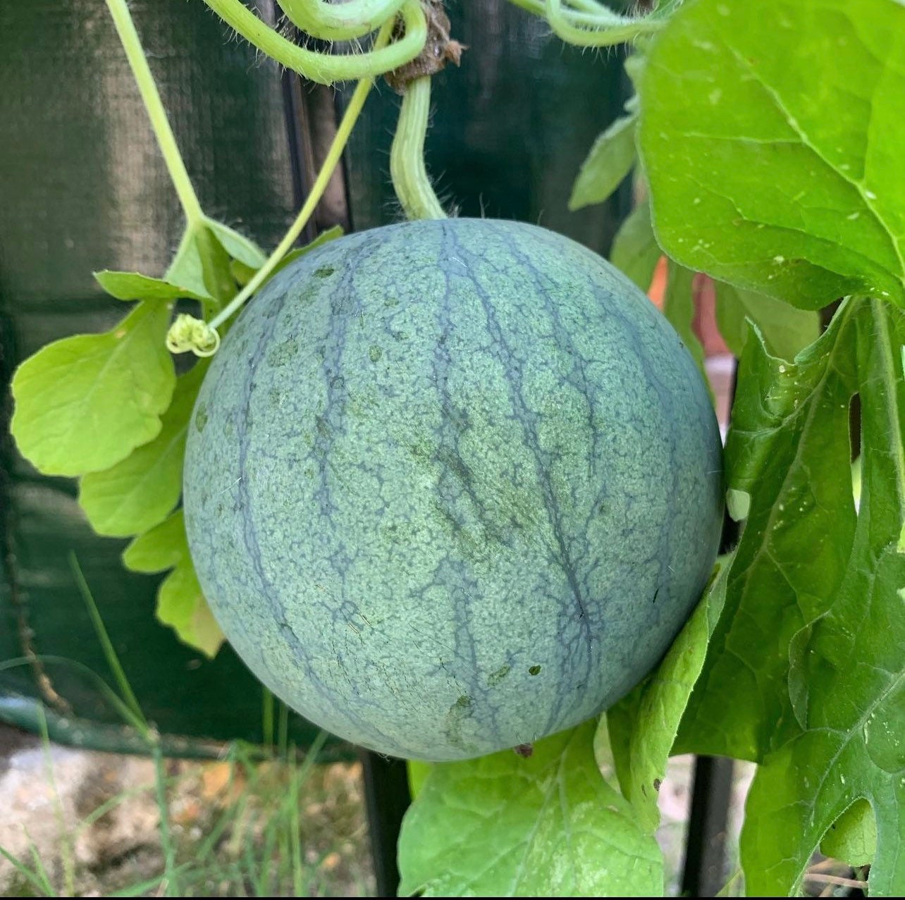Sugar Bush Baby Heirloom Seeds