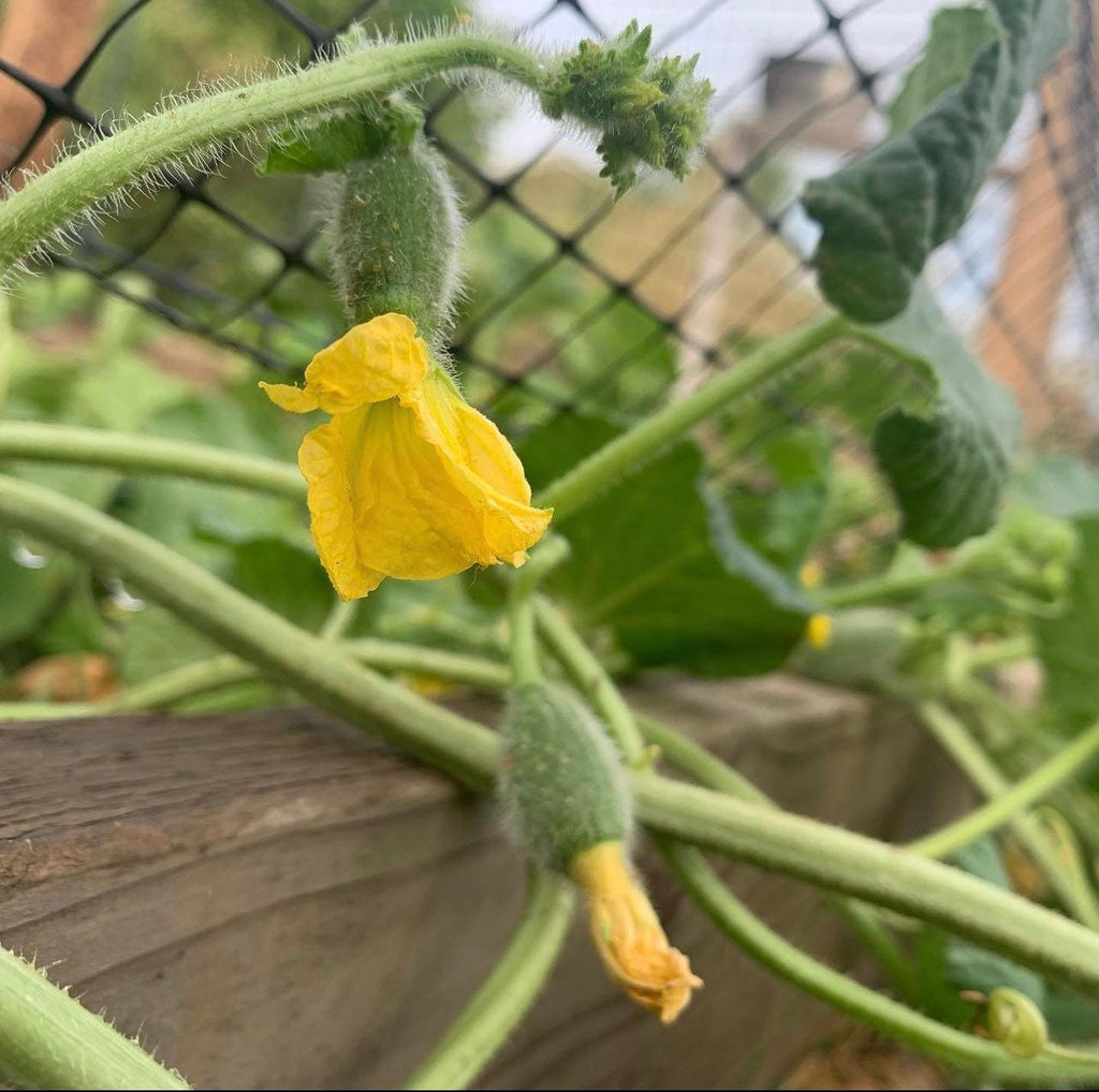 Sugar Bush Baby Heirloom Seeds
