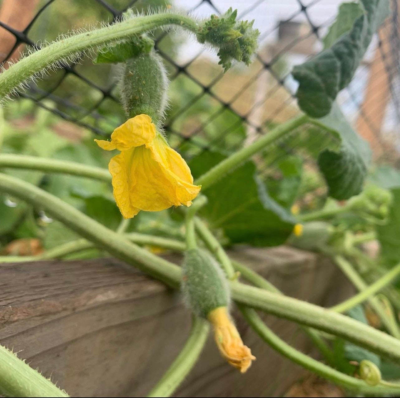 Sugar Bush Baby Heirloom Seeds