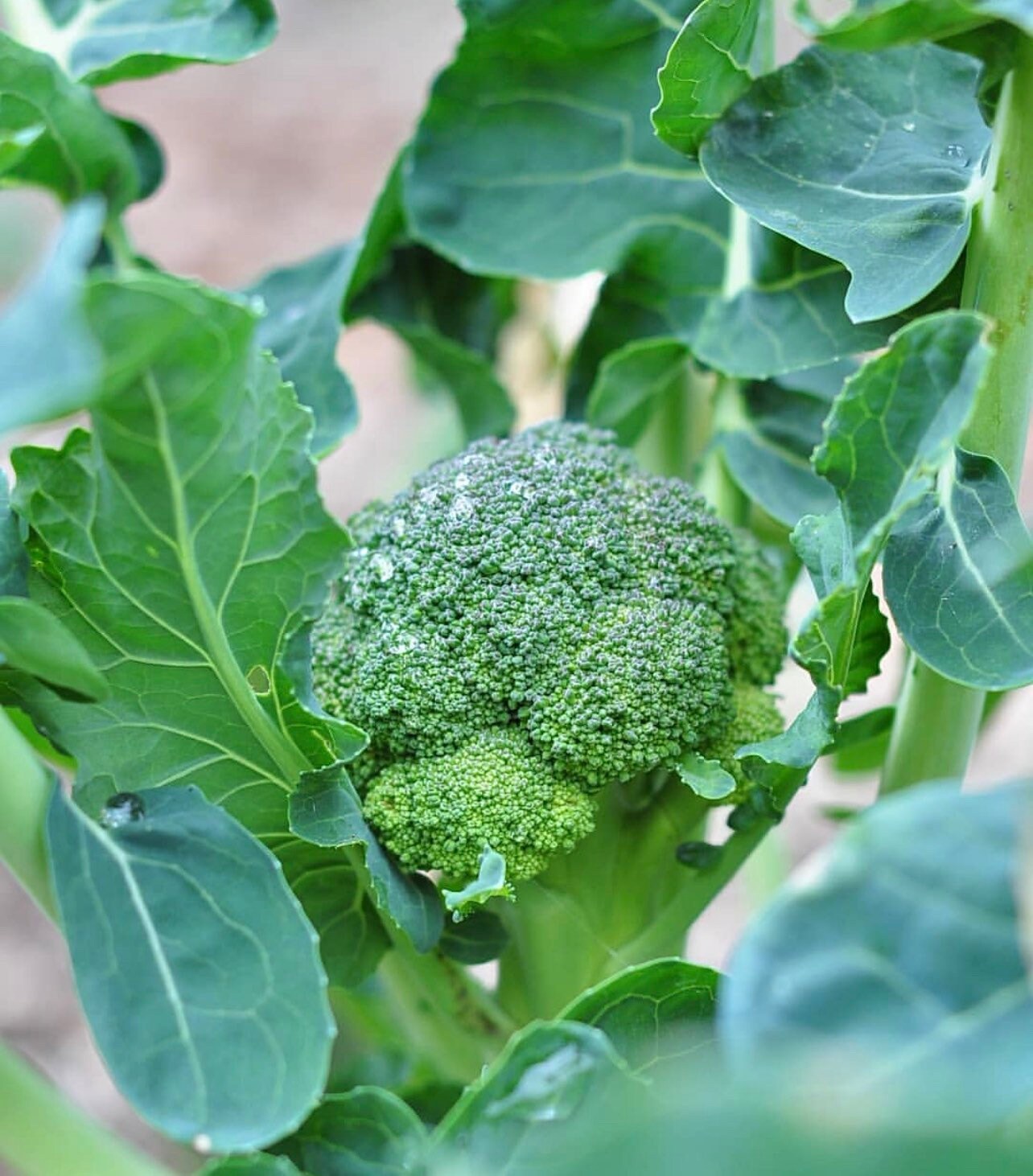 De Cicco (Organic) Italian Broccoli Seeds