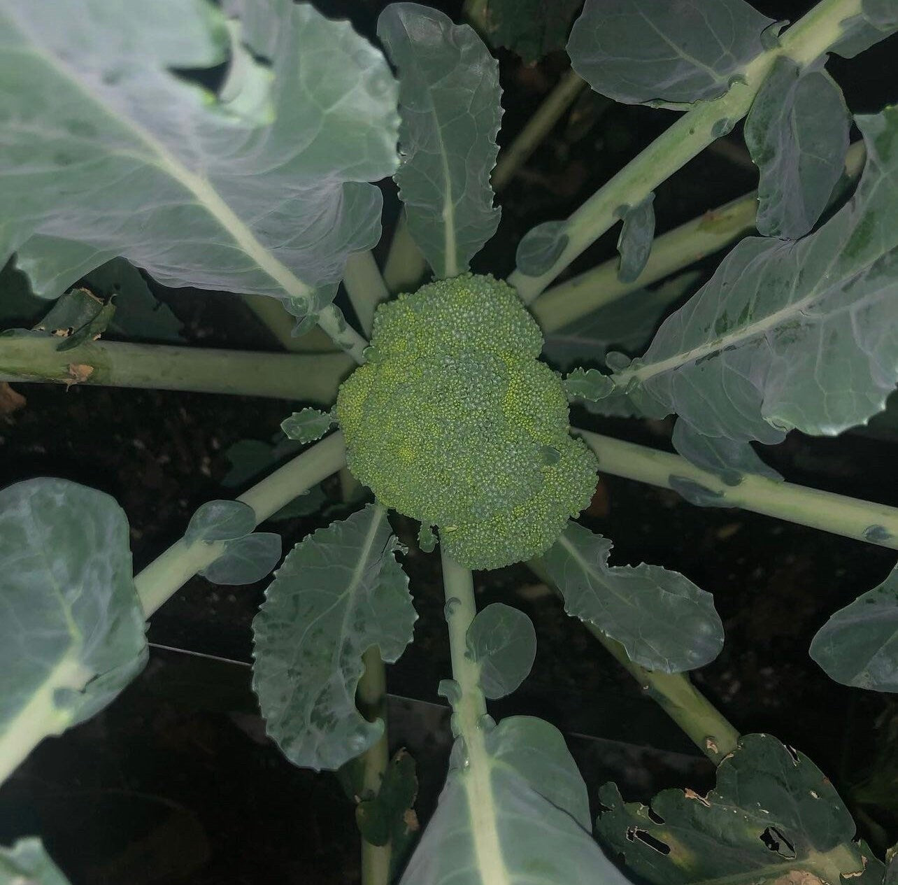 De Cicco (Organic) Italian Broccoli Seeds