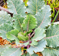 Walking Stick Portuguese Kale-Tronchuda Beira Seeds
