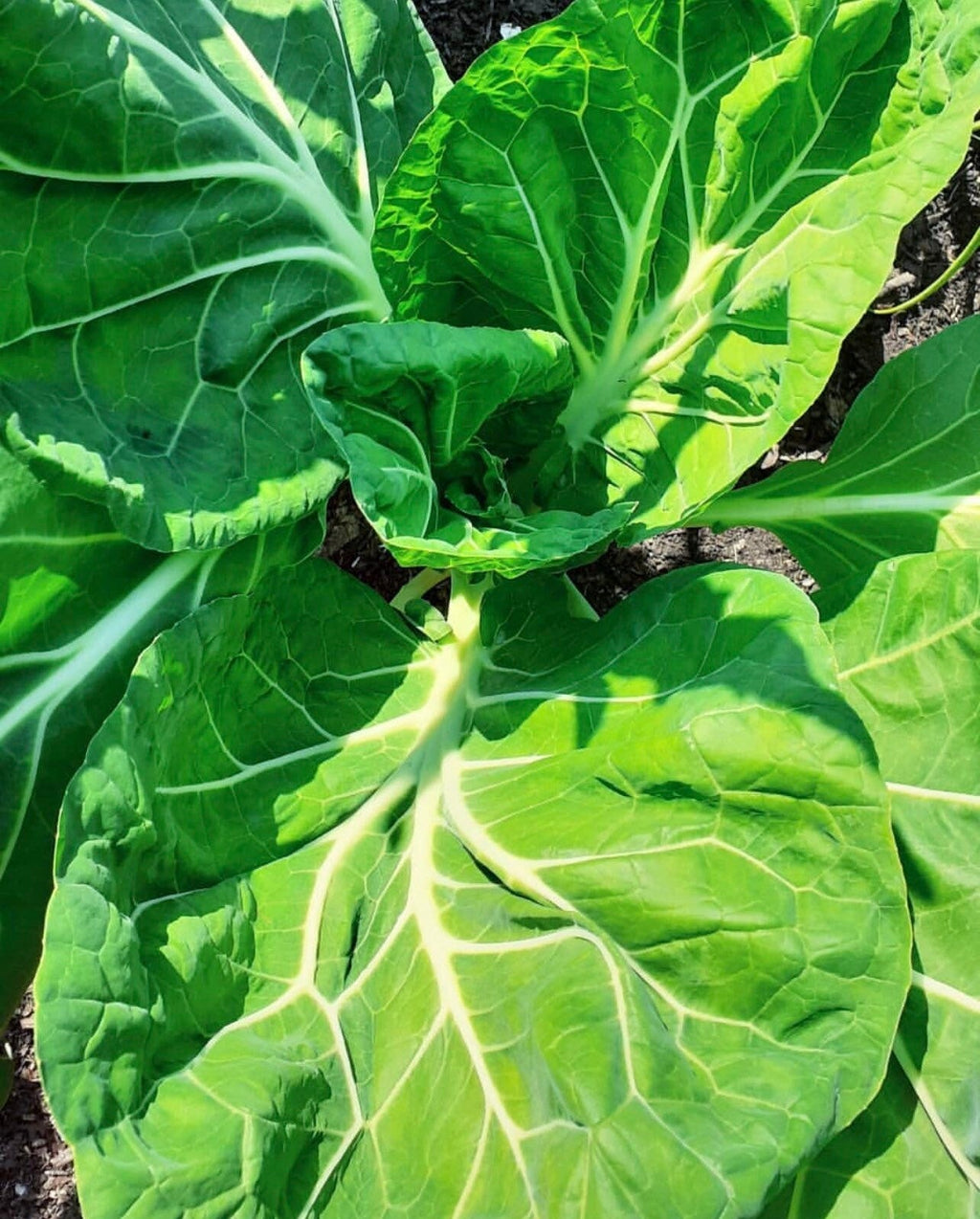 Walking Stick Portuguese Kale-Tronchuda Beira Seeds