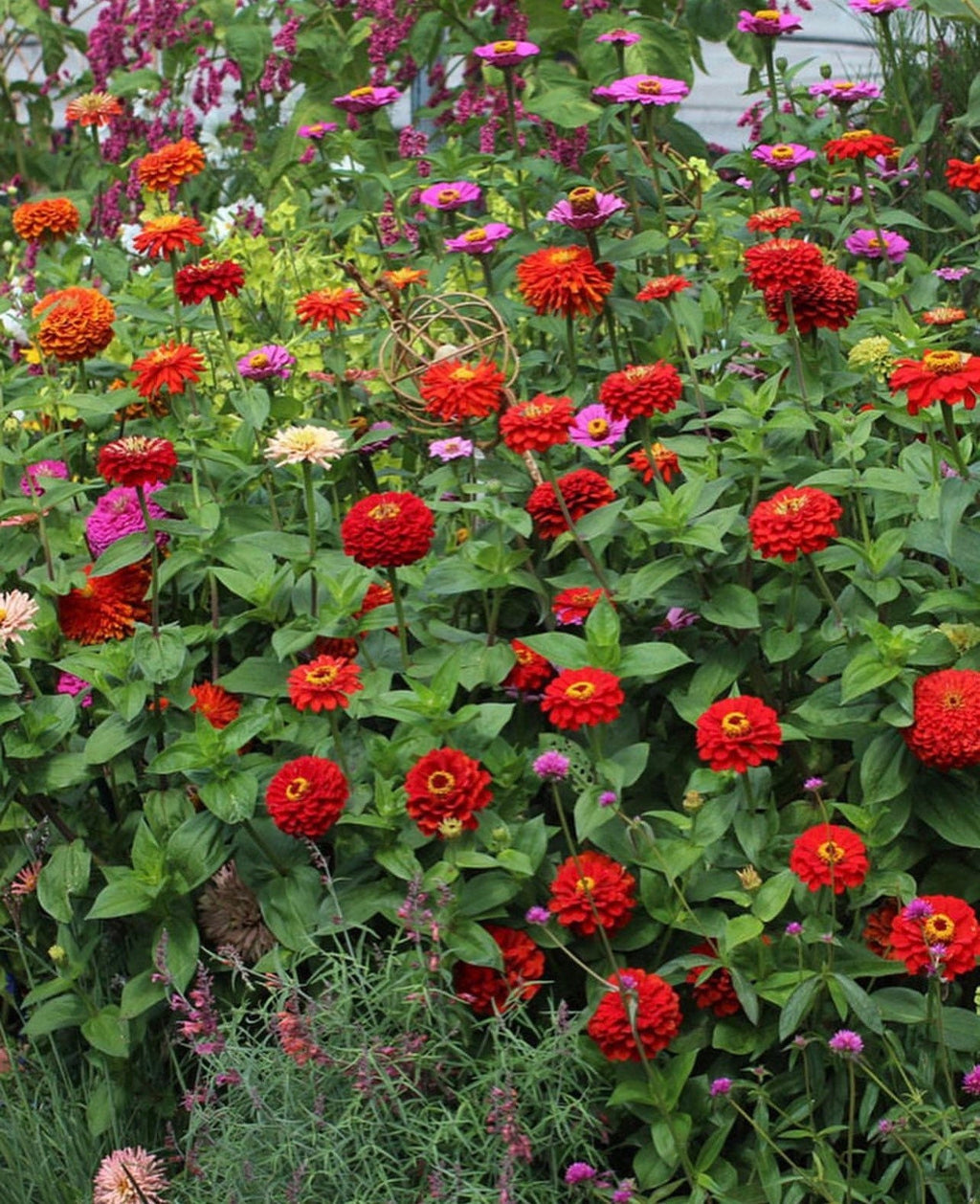 California Giant Zinnia Mix Heirloom Seed