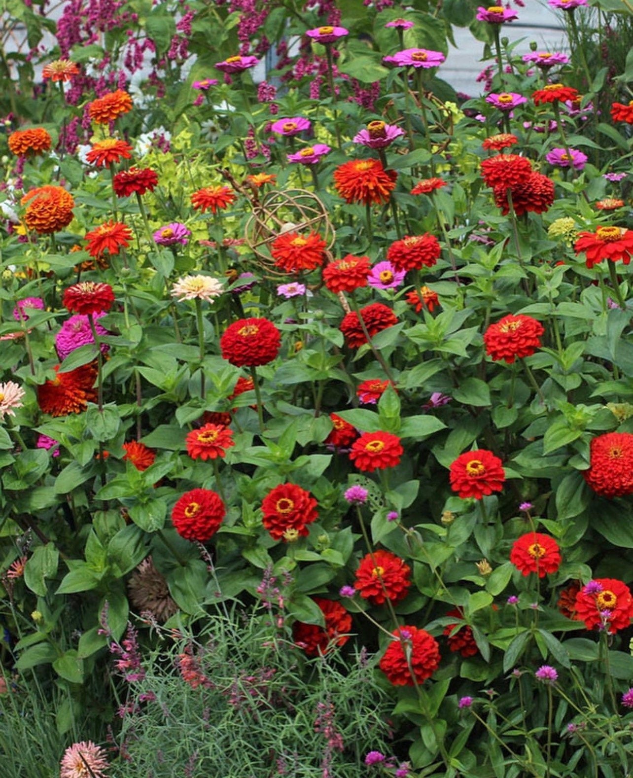 California Giant Zinnia Mix Heirloom Seed