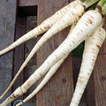 Harris Model Parsnips Heirloom Seeds