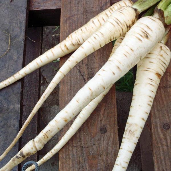 Harris Model Parsnips Heirloom Seeds