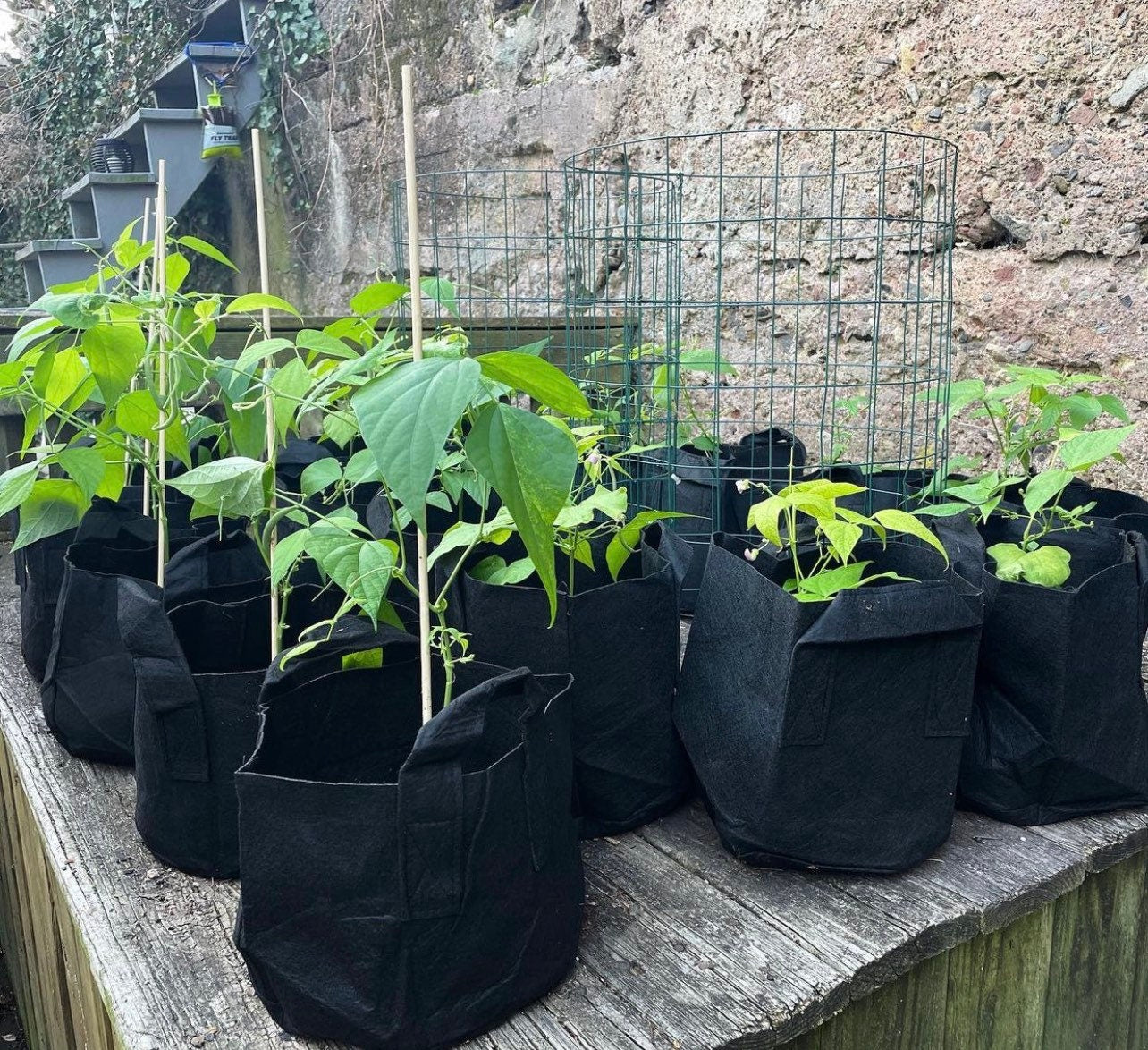 Contender Bush Beans Heirloom Seeds
