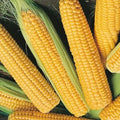 Early Sunglow Corn  Hybrid Seeds