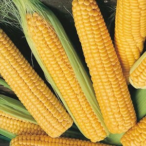 Early Sunglow Corn  Hybrid Seeds