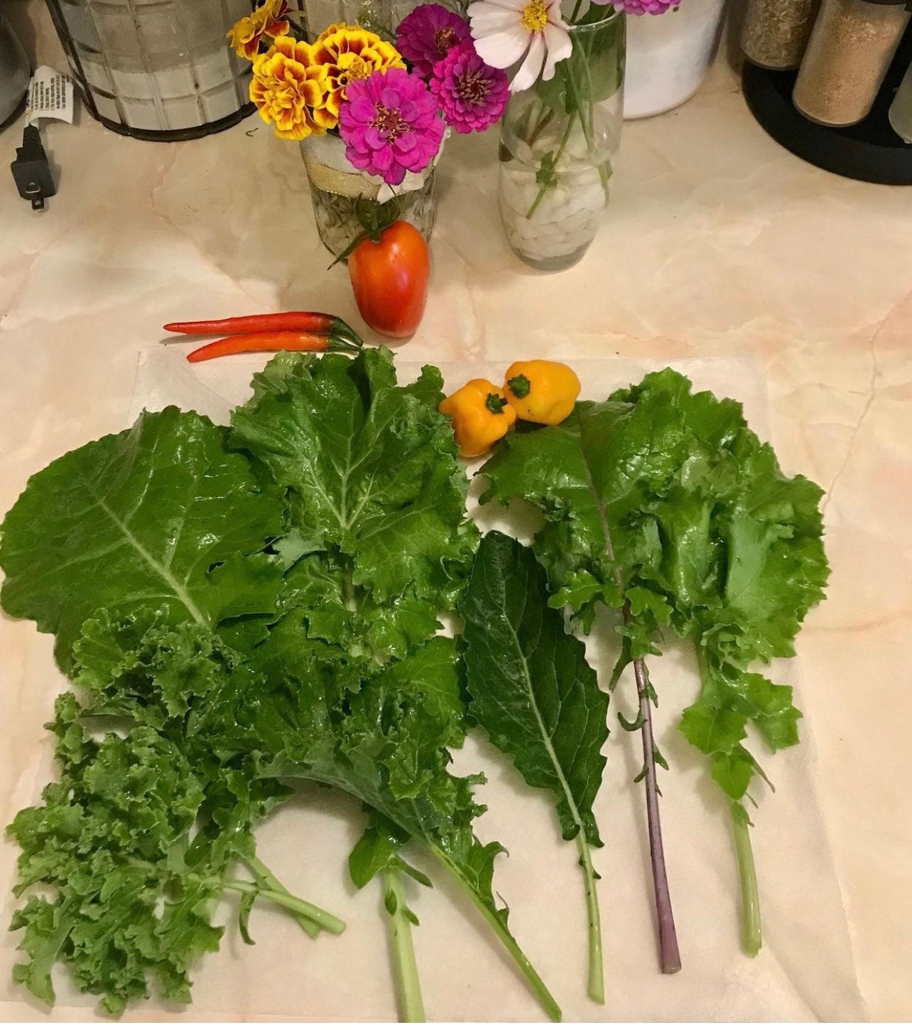 Premiere Kale Heirloom Seeds