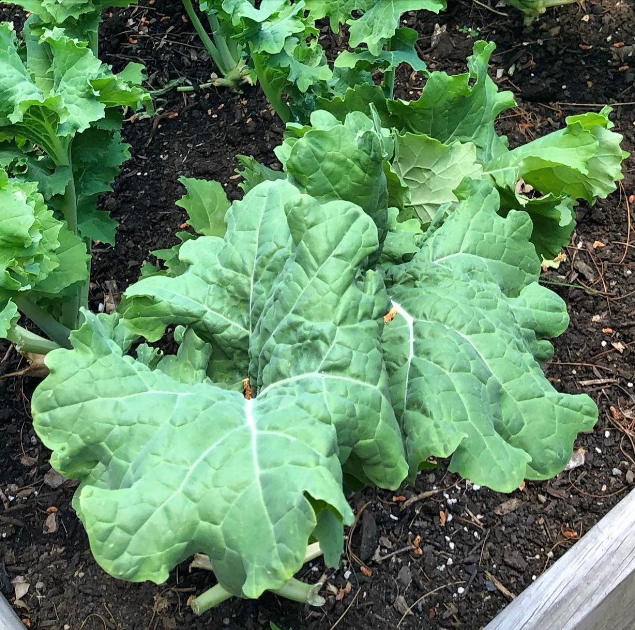 Premiere Kale Heirloom Seeds