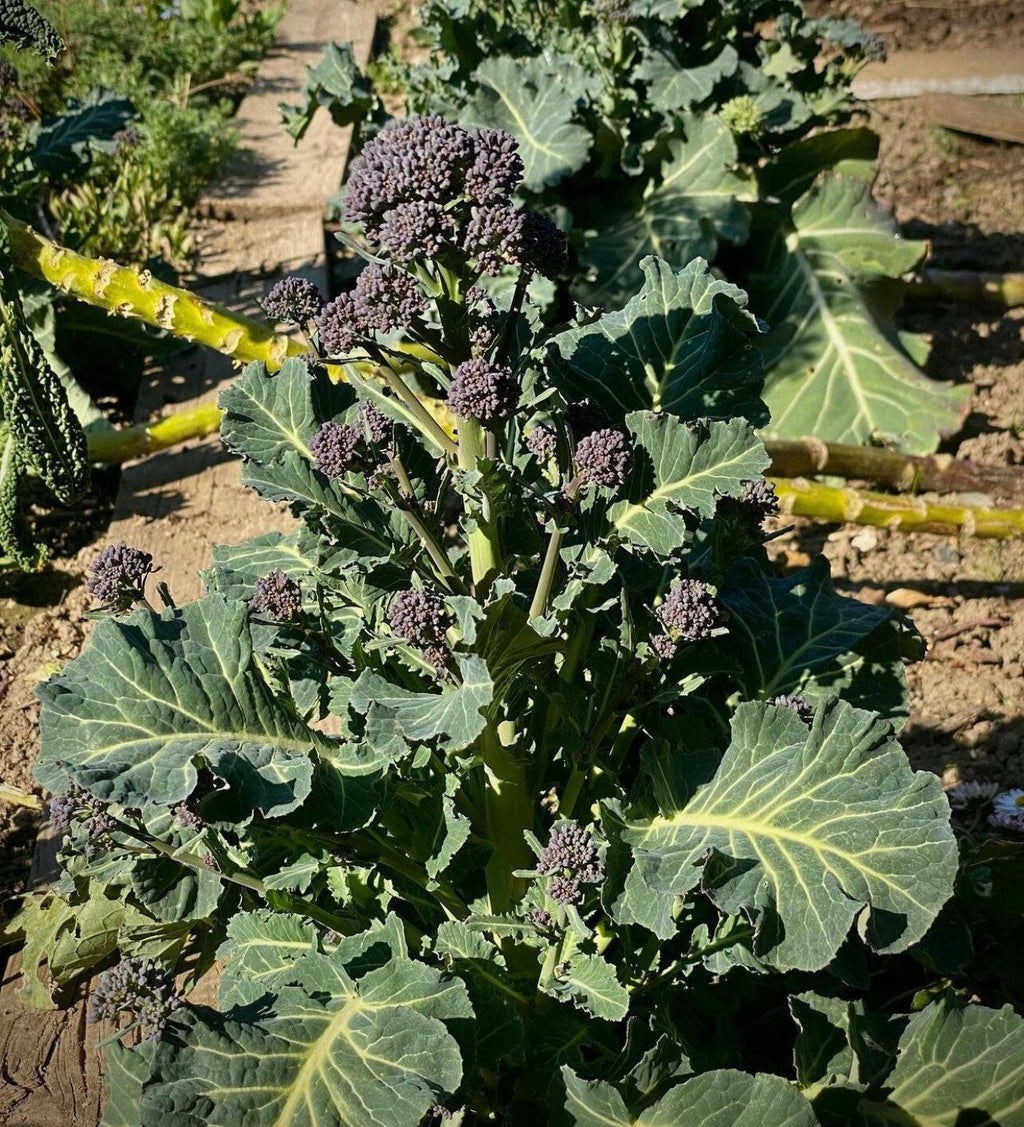 Early Purple Sprouting Broccoli  Heirloom Seeds