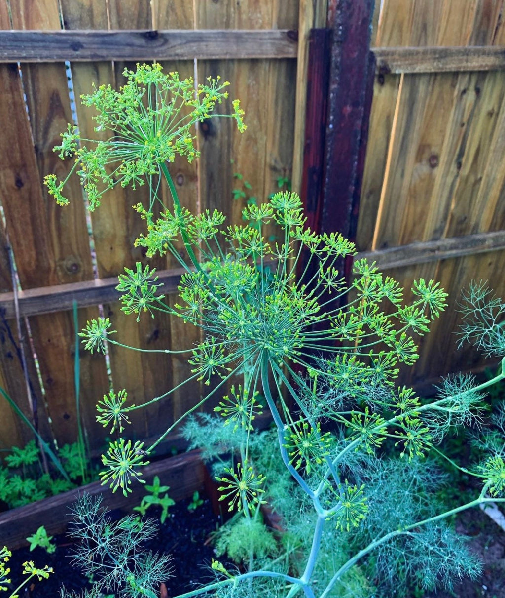 Bouquet Dill Non-GMO Heirloom Seeds